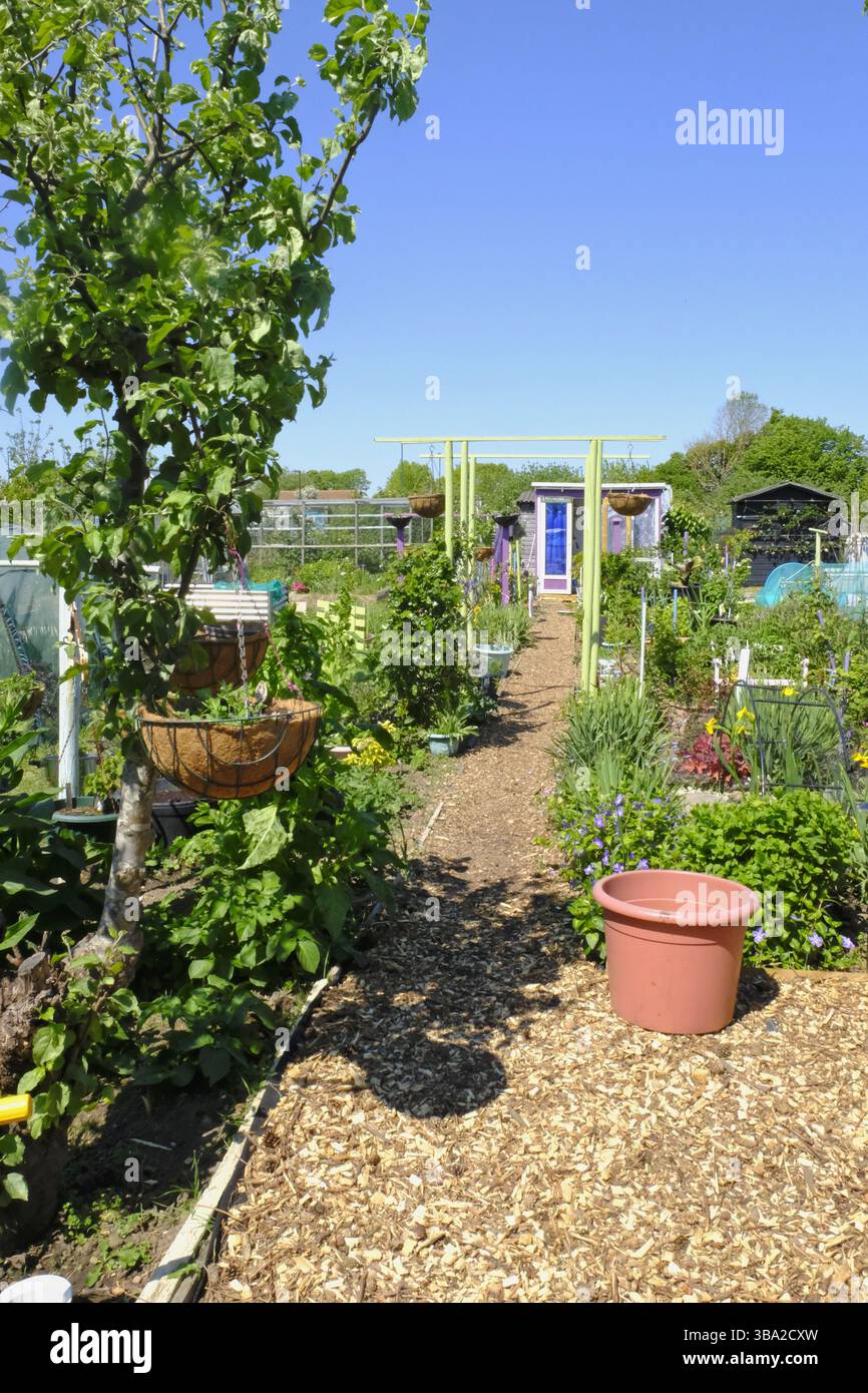 Soleggiata giornata estiva in un colorato parco britannico con un capannone da giardino e un percorso di trucioli di legno. Foto Stock
