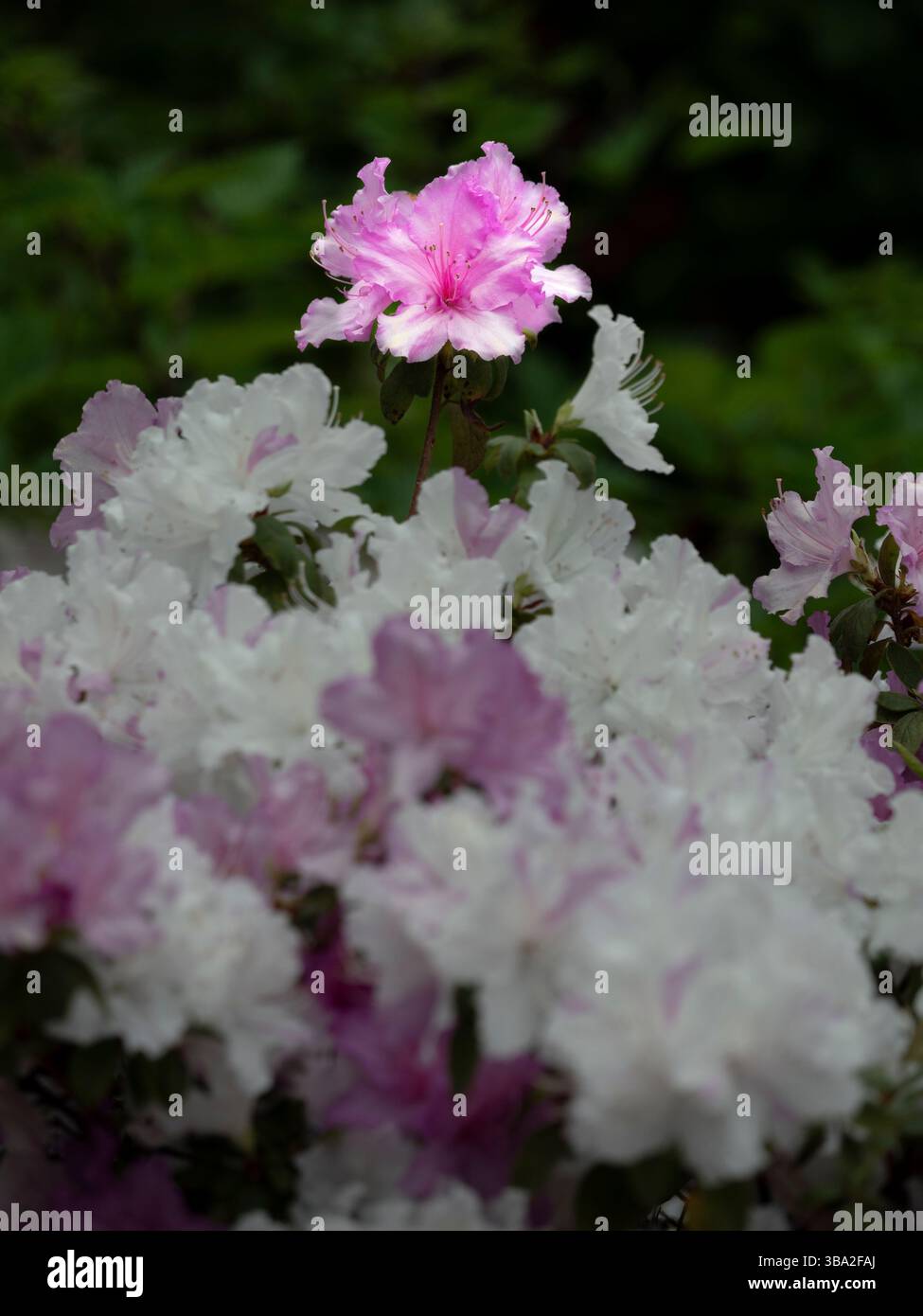 WA26573-00....WASHINGTON - sorgente colorata fiorisce lungo Azalea Way nel Washington Park Arboretum, Seattle. Foto Stock
