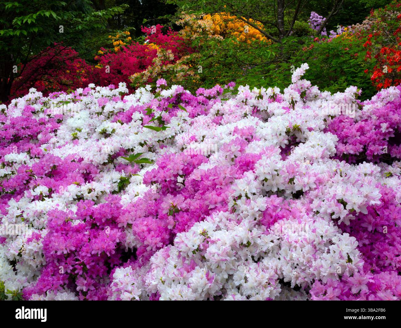 WA26574-00....WASHINGTON - colorata primavera fiorisce lungo Azalea Way nel Washington Park Arboretum, Seattle. Foto Stock