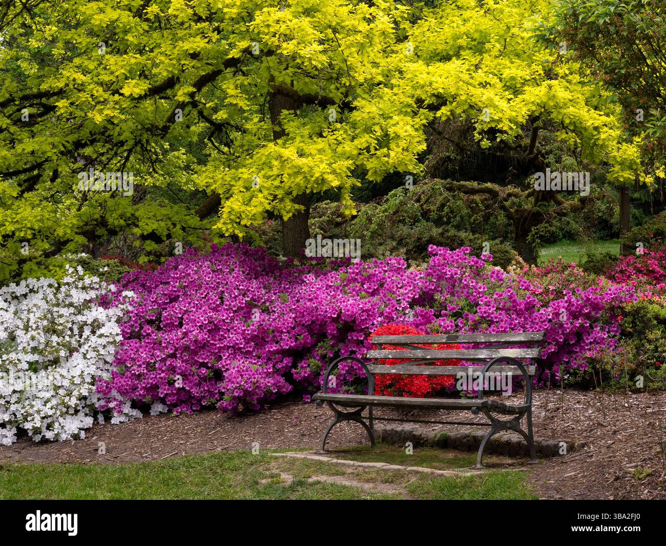 WA26578-00....WASHINGTON - l'albero di quercia e la primavera fioriscono nel Washington Park Arboretum, Seattle. Foto Stock