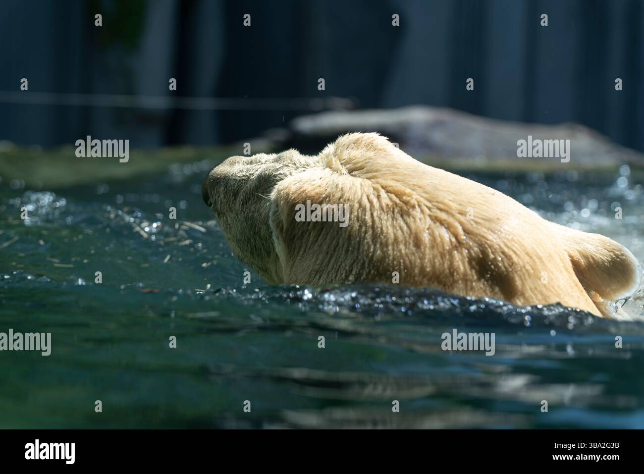 Animali dello zoo di Schönbrunn, a Vienna, Austria animali selvatici incredibile vita in uno zoo. Il nome locale è Tiergarten Schönbrunn Foto Stock