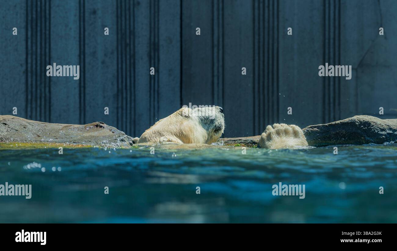 Animali dello zoo di Schönbrunn, a Vienna, Austria animali selvatici incredibile vita in uno zoo. Il nome locale è Tiergarten Schönbrunn Foto Stock