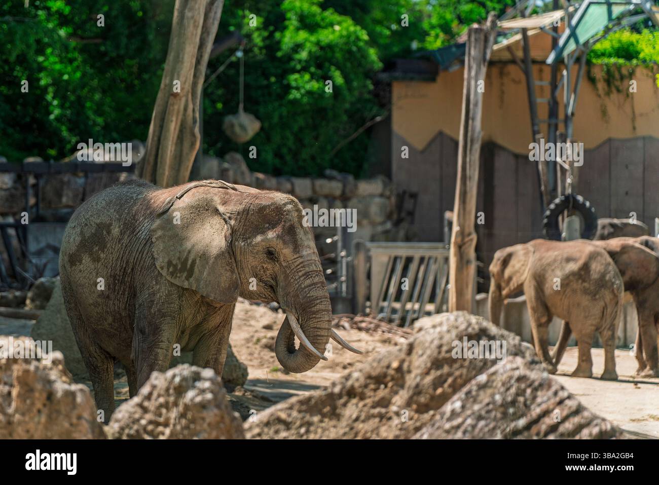 Animali dello zoo di Schönbrunn, a Vienna, Austria animali selvatici incredibile vita in uno zoo. Il nome locale è Tiergarten Schönbrunn Foto Stock