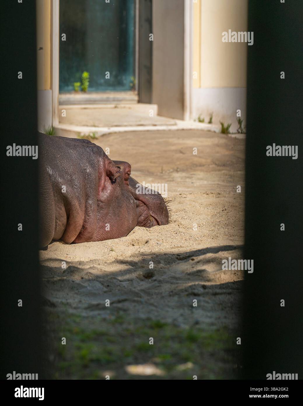 Animali dello zoo di Schönbrunn, a Vienna, Austria animali selvatici incredibile vita in uno zoo. Il nome locale è Tiergarten Schönbrunn Foto Stock
