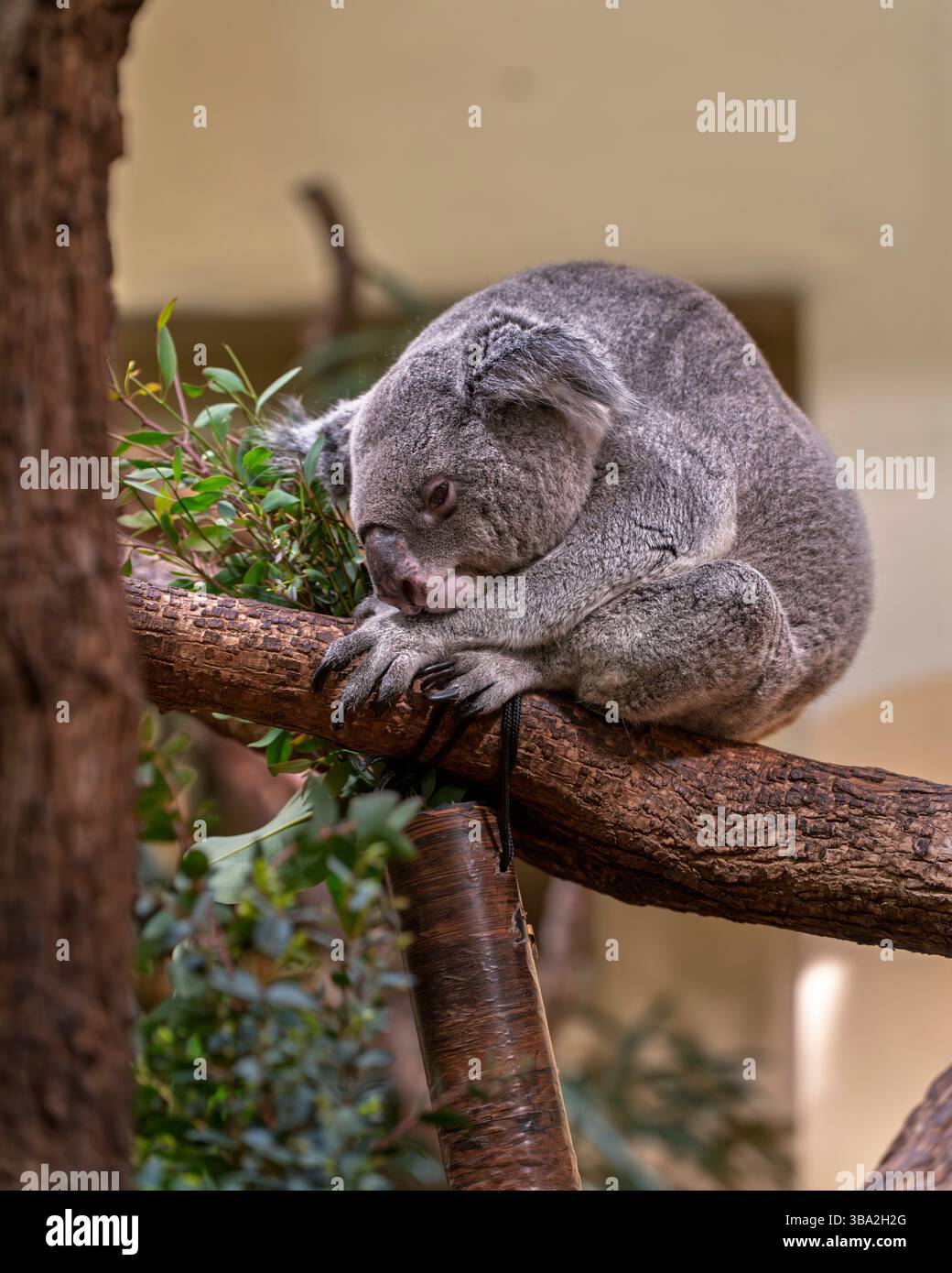 Animali dello zoo di Schönbrunn, a Vienna, Austria animali selvatici incredibile vita in uno zoo. Il nome locale è Tiergarten Schönbrunn Foto Stock