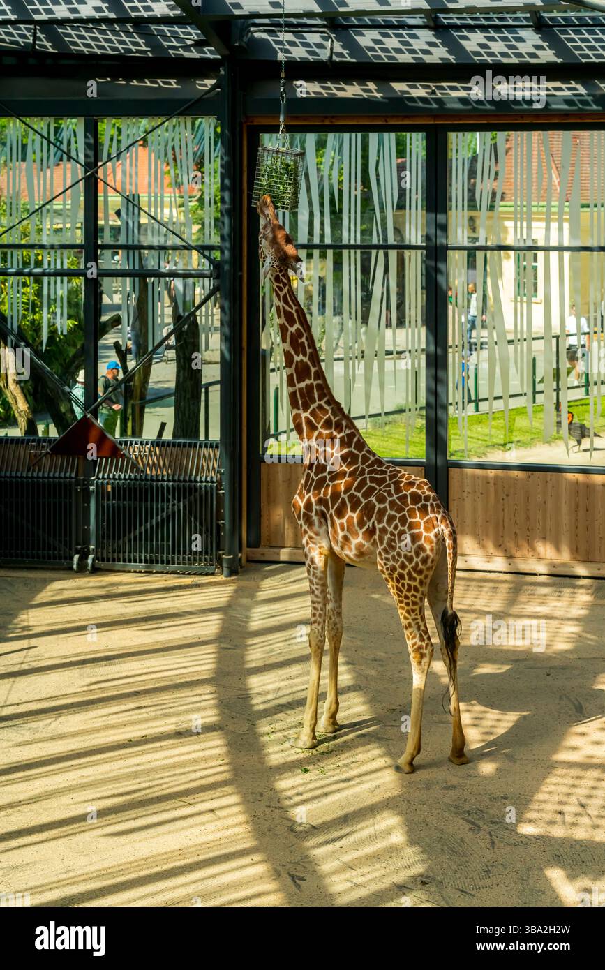Animali dello zoo di Schönbrunn, a Vienna, Austria animali selvatici incredibile vita in uno zoo. Il nome locale è Tiergarten Schönbrunn Foto Stock