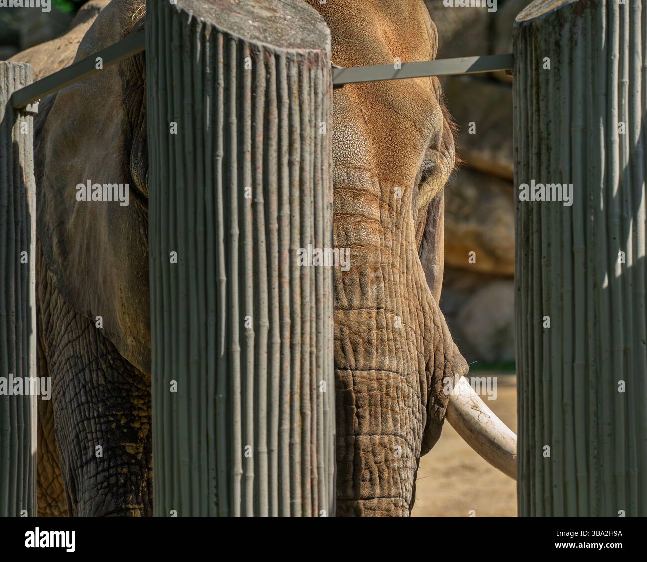 Animali dello zoo di Schönbrunn, a Vienna, Austria animali selvatici incredibile vita in uno zoo. Il nome locale è Tiergarten Schönbrunn Foto Stock