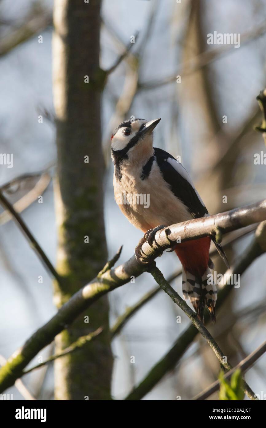 Un maschio adulto grande picchio maculato (Dendrocopos Major) appollaiato su un ramo d'albero all'inizio della primavera Foto Stock