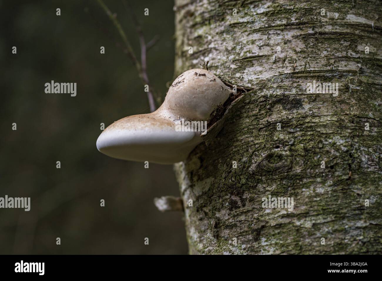 Fomitopsis betulina (precedentemente Piptoporus betulinus), comunemente noto come il polipo di betulla, staffa di betulla, o strop di rasoio, è un fungo comune della staffa Foto Stock