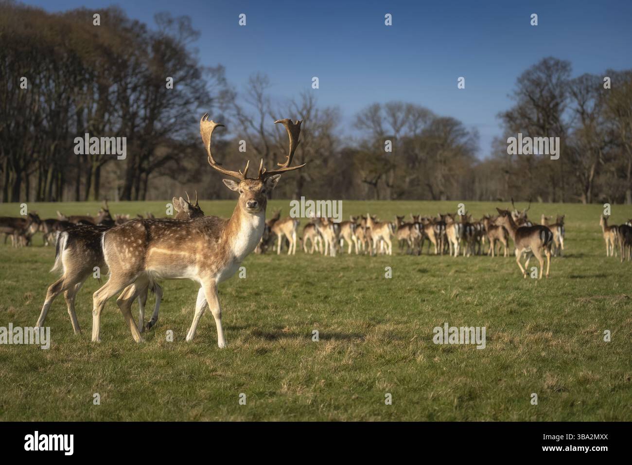 Bellissimo cervo con grandi corna, camminando sul campo e guardando la fotocamera con la testa sfocata sullo sfondo nel Pheonix Park, Dublino, Irlanda Foto Stock