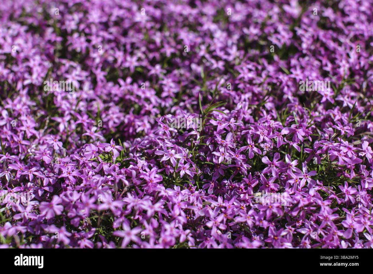 Foto con profondità di campo ridotta, solo pochi fiori a fuoco, fiori phlox rosa illuminati dal sole. Fondo di giardino fiorito di primavera astratto, Liptovsky Hradok, Foto Stock