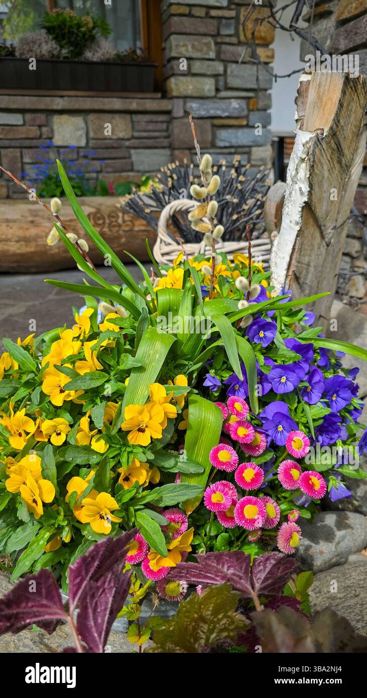 Composizione floreale di fiori gialli, blu e rosa. Design paesaggistico in giardino, idee per il giardino di casa Foto Stock