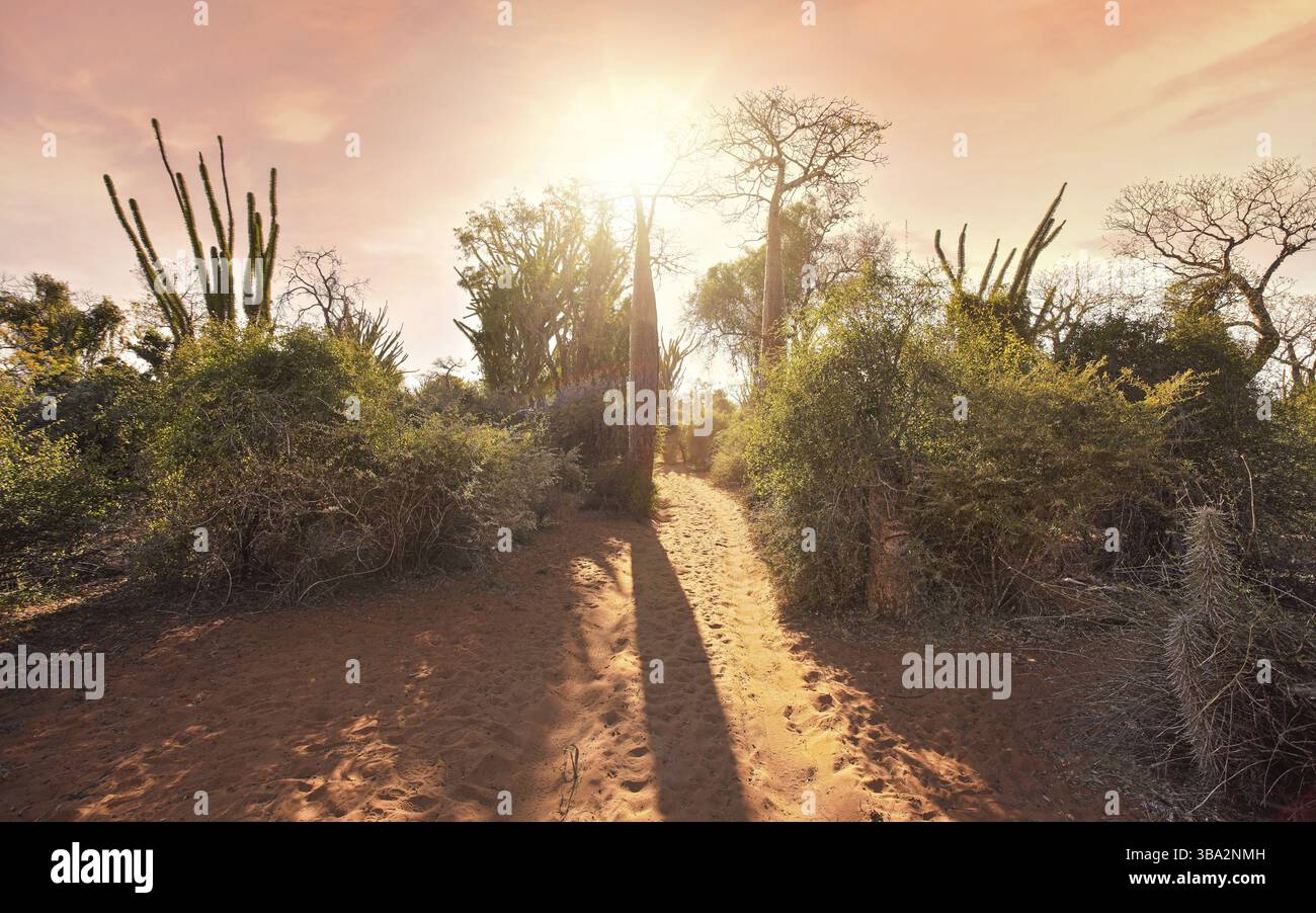 Foresta con piccoli baobab e polpi, cespugli ed erba che crescono su un terreno polveroso rosso, forte retroilluminazione del sole cielo arancione, Ifaty, Madagascar, Africa Foto Stock