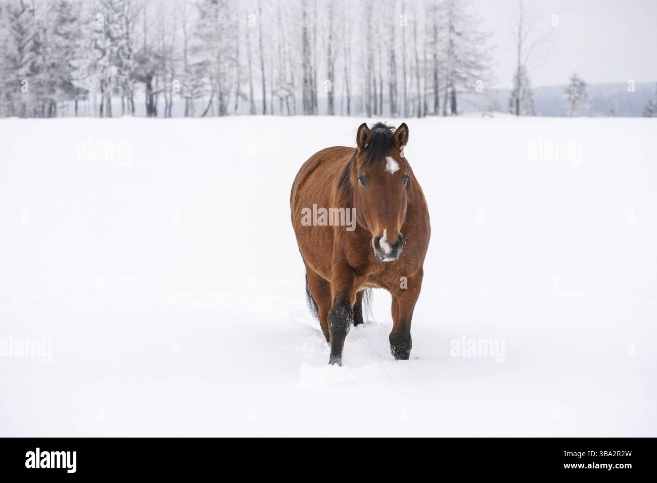 Cavallo bruno sulla campagna innevata, alberi sullo sfondo, cielo coperto, vista frontale, Vychodna, Slovacchia, Europa Foto Stock