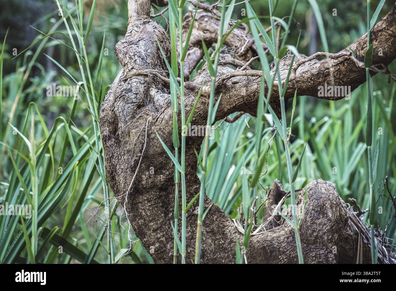 Afrikanischer Regenwald-Dschungel im Isalo-Park, nah an gruenen Palmen und Grasblaettern in der naehe gefallener Baumwurzel Foto Stock