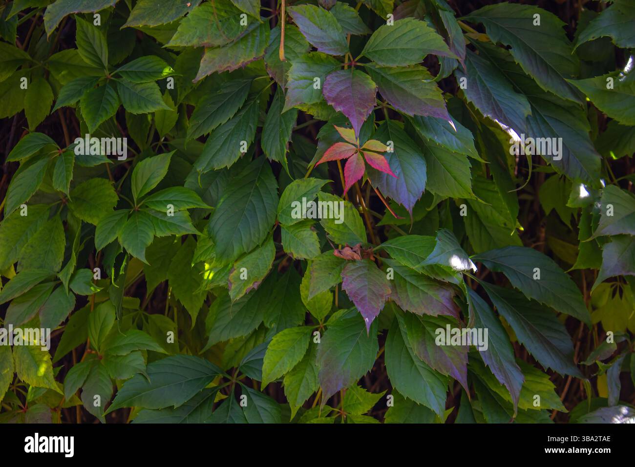 Foglie autunnali colorate della pianta del crepuscolo della Virginia (Parthenocissus Quinquefolia) durante la stagione autunnale, sfondo della stagione naturale. Parthenocissus quinqu Foto Stock