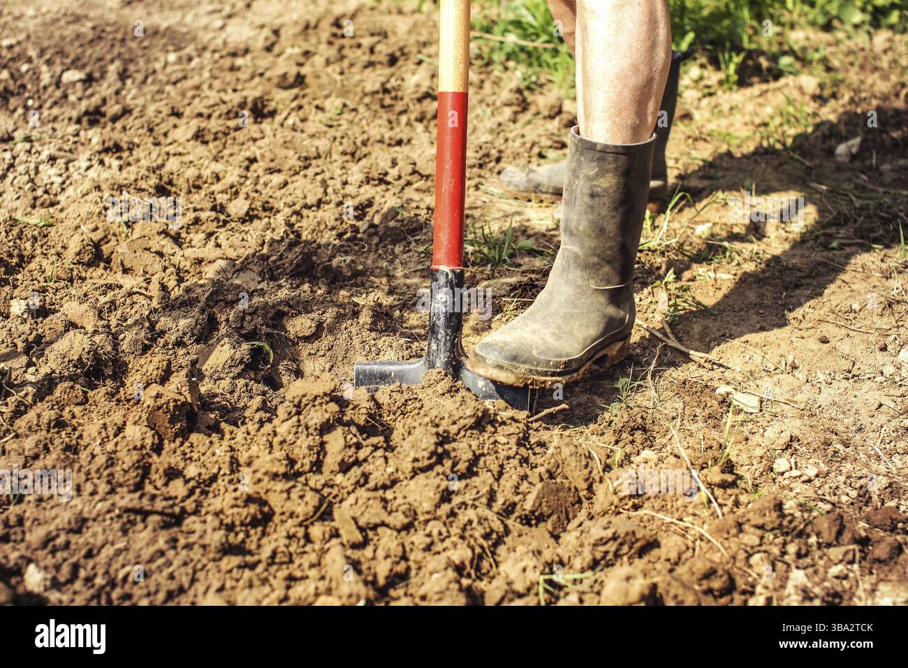 Dettaglio sul piede di un vecchio uomo con scarponi wellington in gomma nera sporchi, terreno sparso. Giardinaggio primaverile Foto Stock