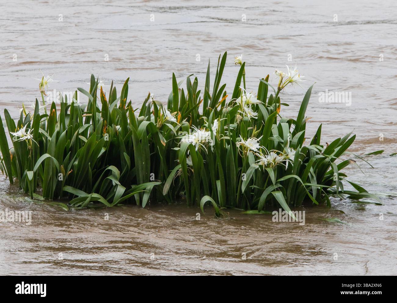 Banchi rocciosi a rischio di estinzione, spider lillies fioriscono tra le rapide del fiume Catawba, nella Carolina del Sud. Foto Stock