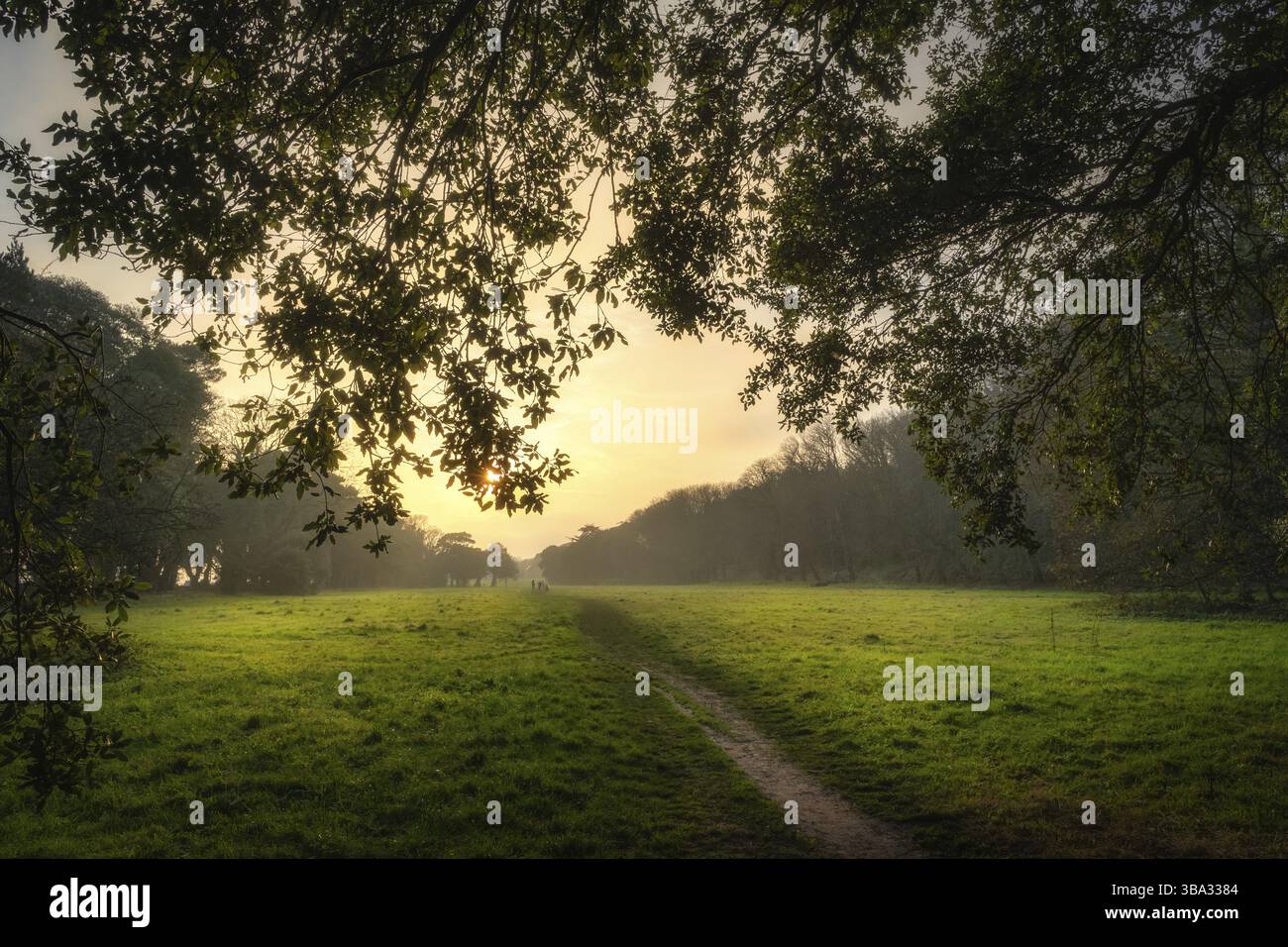 Sentiero pedonale e prato circondato da maestosi alberi di quercia illuminati dalla luce del sole al tramonto a st Annes Park, Dublino, Irlanda, Europa Foto Stock