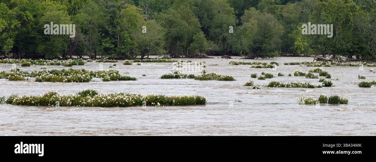 Tra le rapide del fiume Catawba, nella Carolina del Sud, fioriscono banchi rocciosi a rischio di estinzione. Foto Stock
