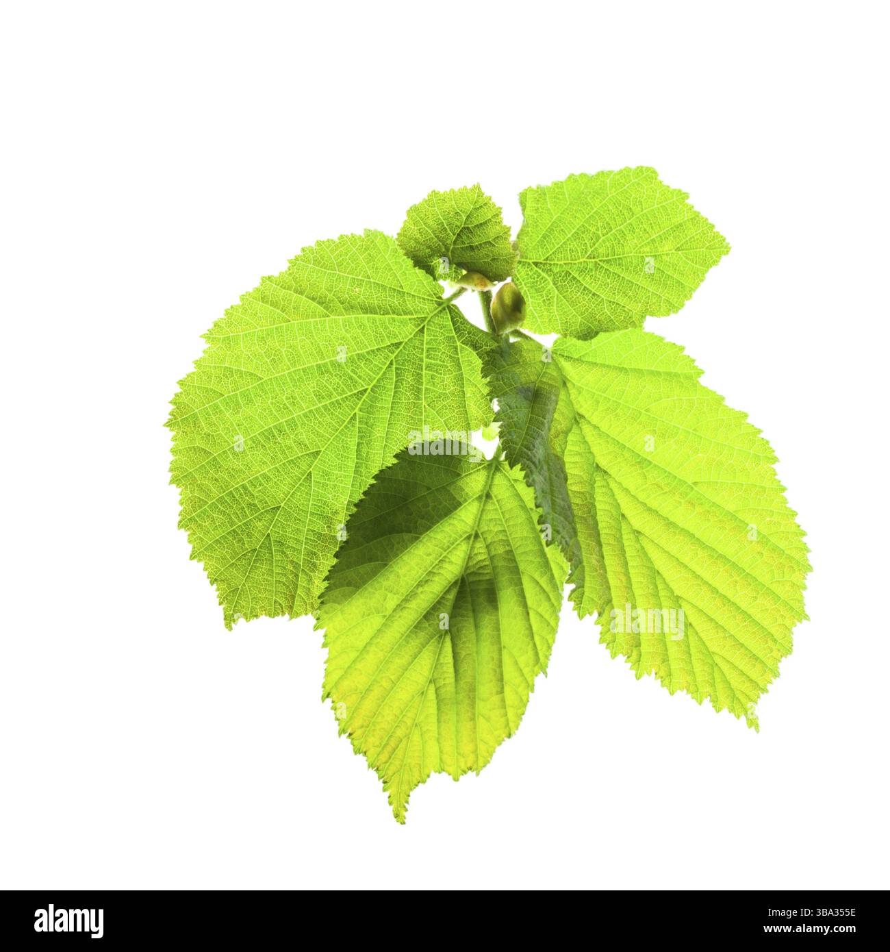 Foglie verdi isolate sul bianco per il design a molla Foto Stock