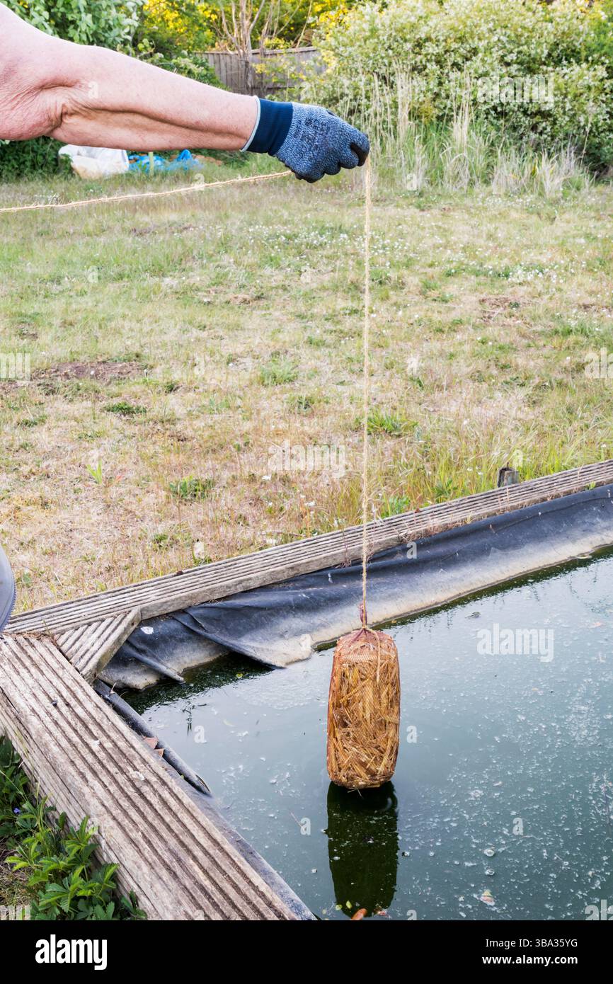 Paglia d'orzo aggiunta a uno stagno stagnante per rimuovere le alghe. Foto Stock