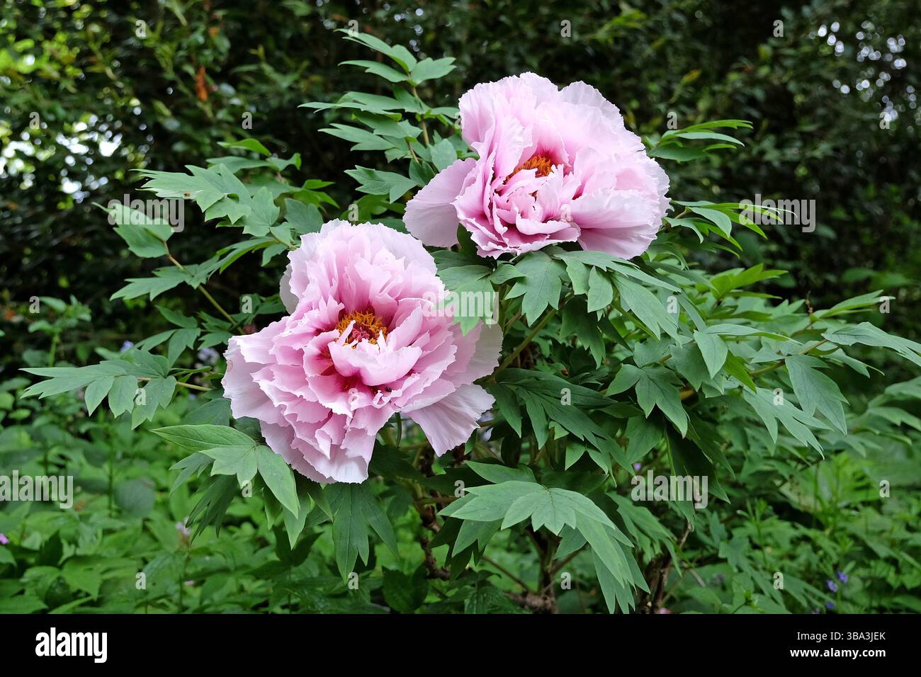 Pink Paeonia x suffruticosa, conosciuta anche come una peonia d'albero in fiore. Foto Stock
