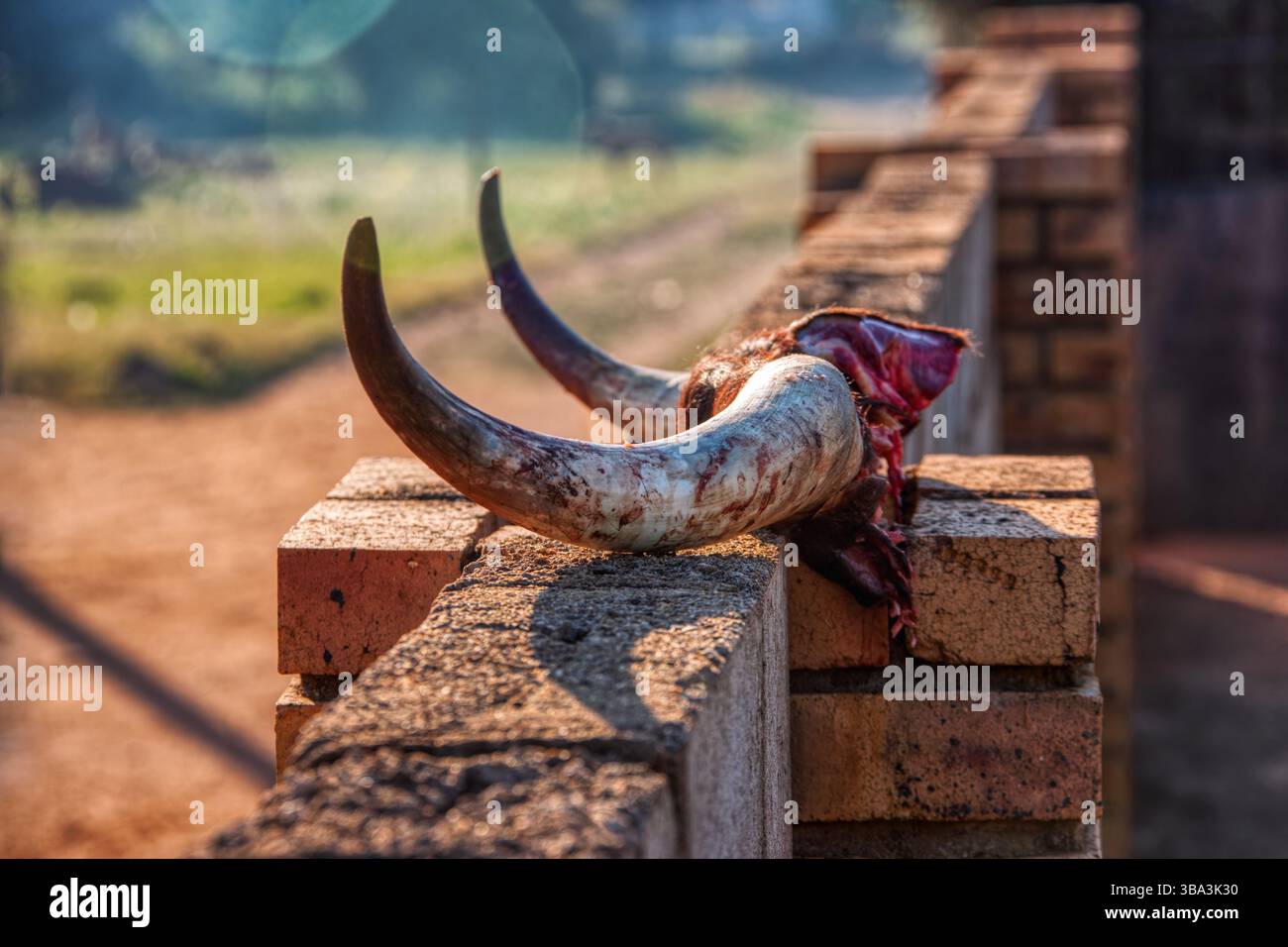 le corna di mucca tagliano fuori solo da vicino macro, villaggio africano in cima al muro circostante al cancello lasciar asciugare per il trofeo Foto Stock