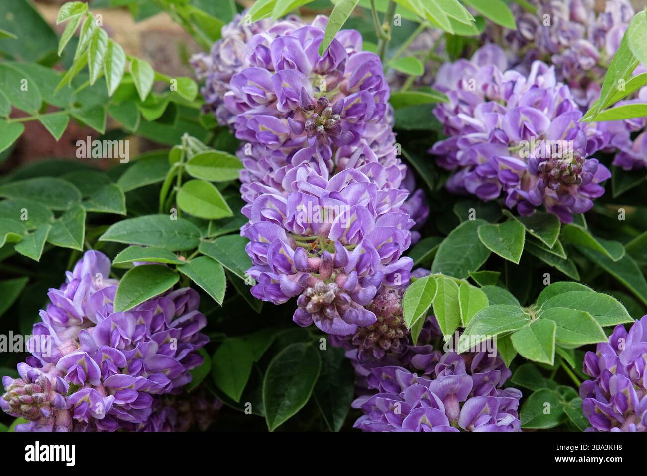 Purple Wisteria frutescens, American Wisteria, «Longwood Purple» in fiore. Foto Stock