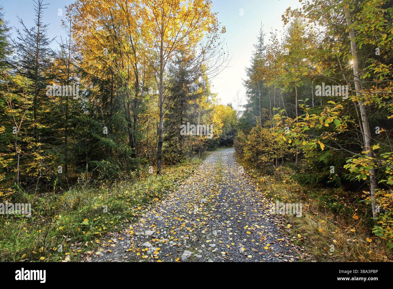 Strada forestale di polvere e roccia, alberi di colore autunnale su entrambi i lati, retroilluminazione del sole sullo sfondo, Pribylina, Slovacchia, Europa Foto Stock
