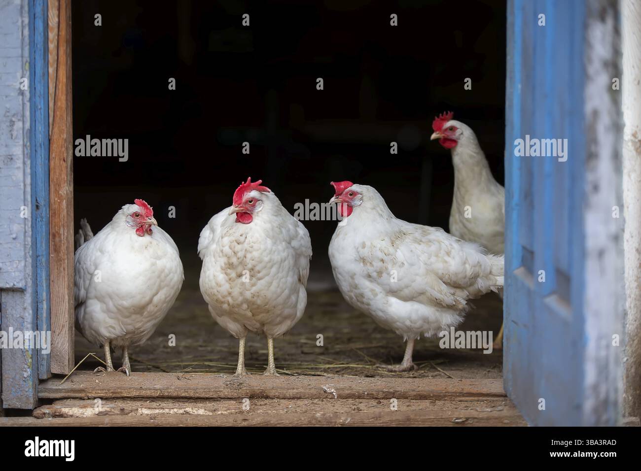Le galline bianche si alzano sul portico del loro coop e guardano la telecamera Foto Stock