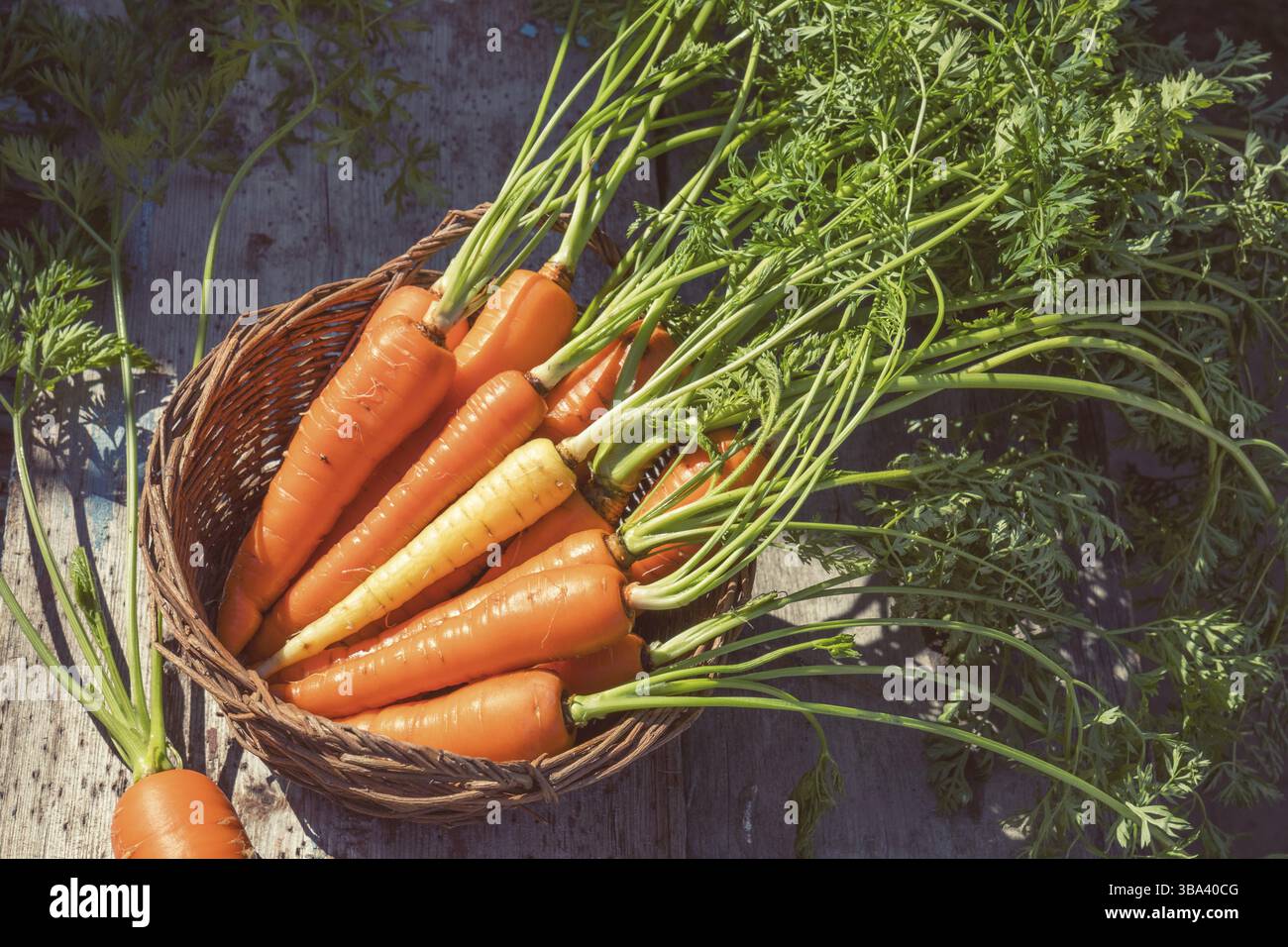 Carote appena raccolte in un cestino in un campo di carote in una fattoria in una giornata di sole. Colorare ed elaborare foto con messa a fuoco morbida in stile instagram Foto Stock