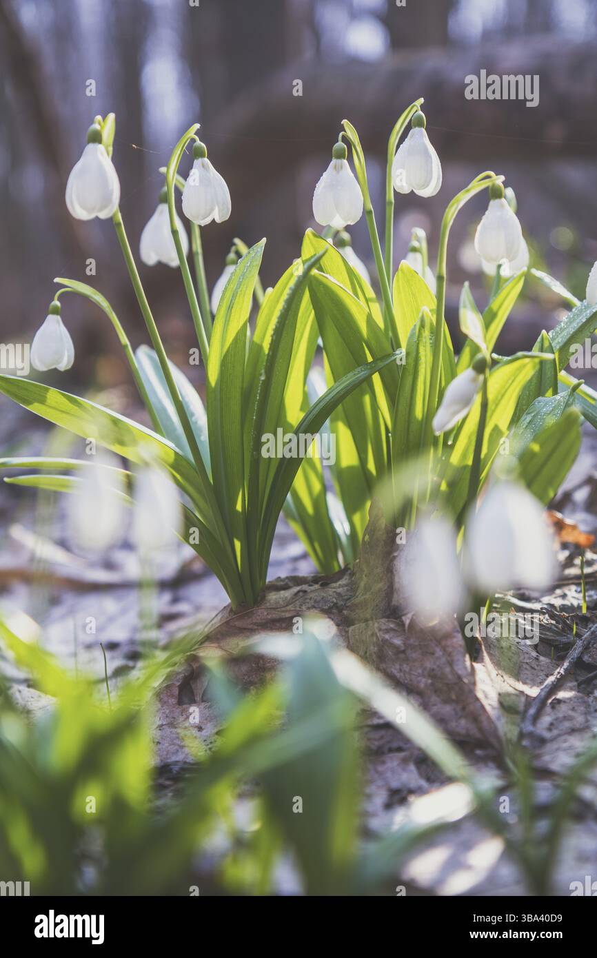 Gara snowdrops nella foresta di primavera in una giornata di sole. Molla di bello sfondo con copia spazio. Foto di elaborazione con soft focus Foto Stock