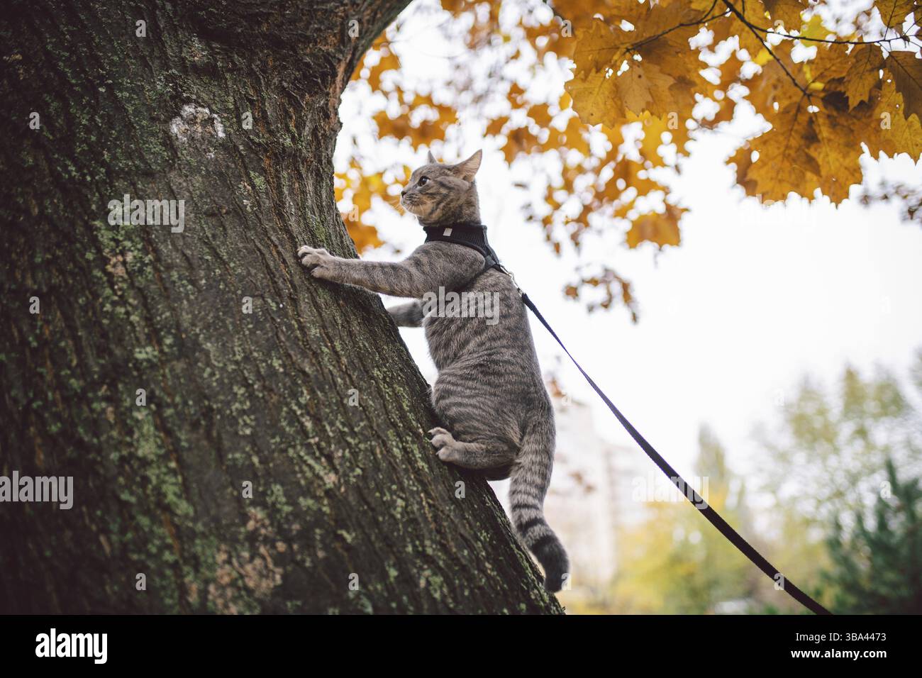 Domestico giovane gattino maschio grigio buona forma ben curata, vestito sicuro gattino gatto imbragatura, seduto su un albero attentamente sguardi sorpresi, ritratto isola Foto Stock