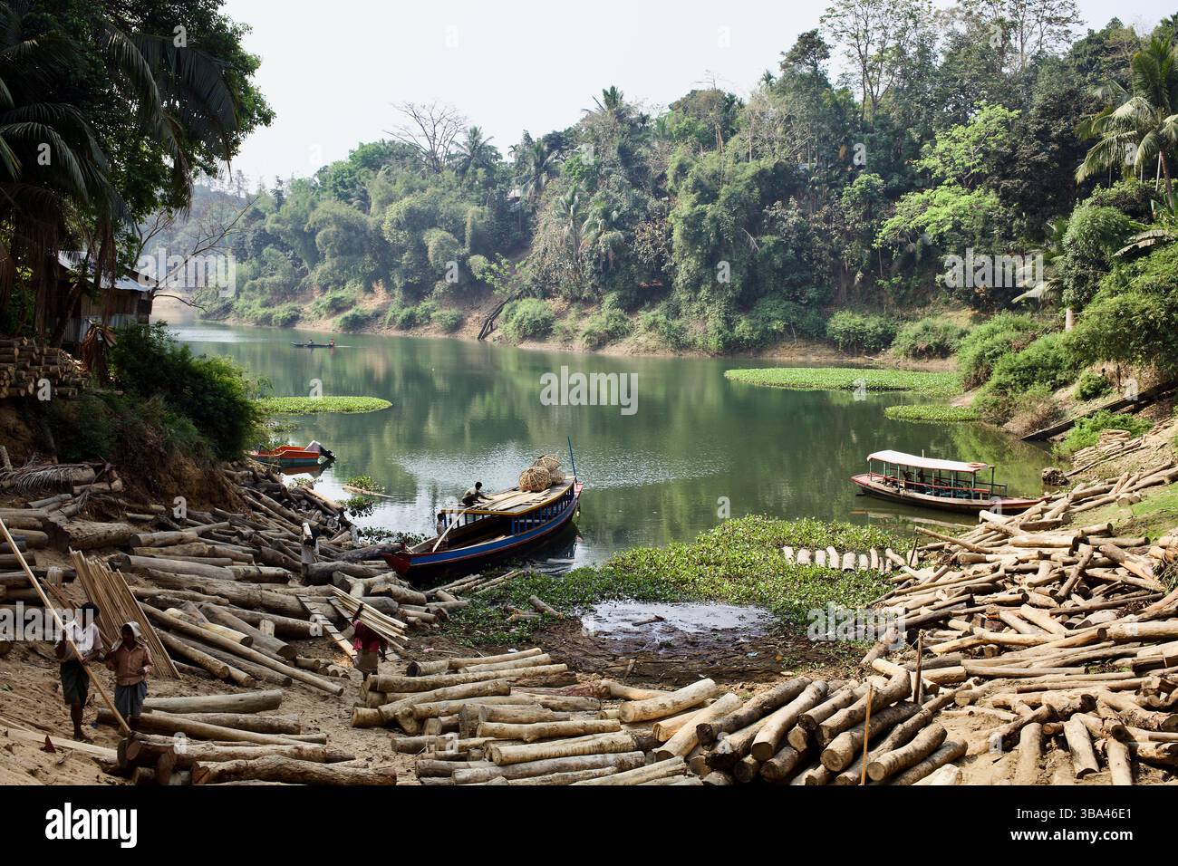 Tronchi di legname accumulati lungo le rive del lago Kaptai a Rangamati, Bangladesh, dove le barche supportano le operazioni locali di disboscamento nei tratti collinari. Foto Stock