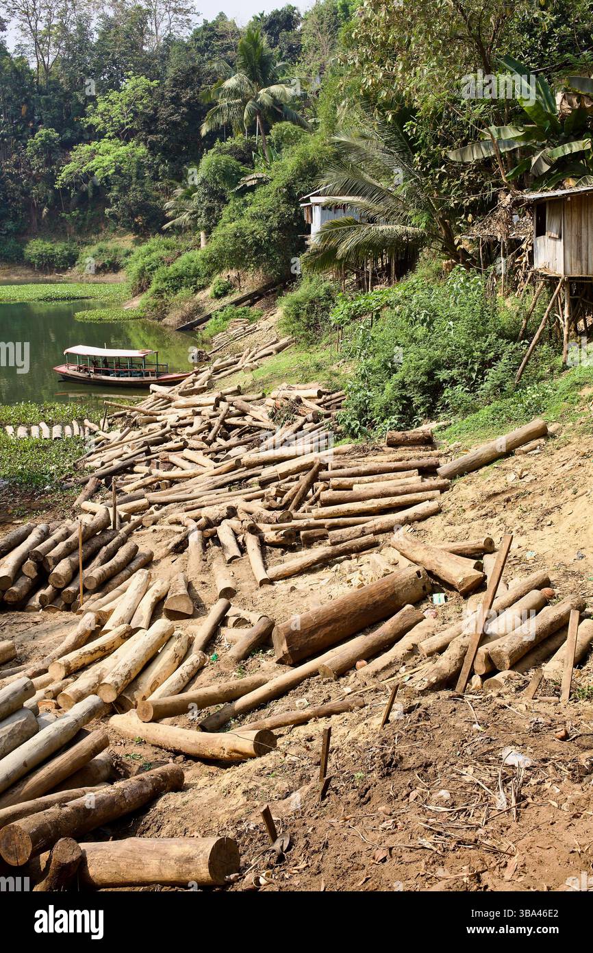 Tronchi di legname accumulati lungo le rive del lago Kaptai a Rangamati, Bangladesh, dove le barche supportano le operazioni locali di disboscamento nei tratti collinari. Foto Stock