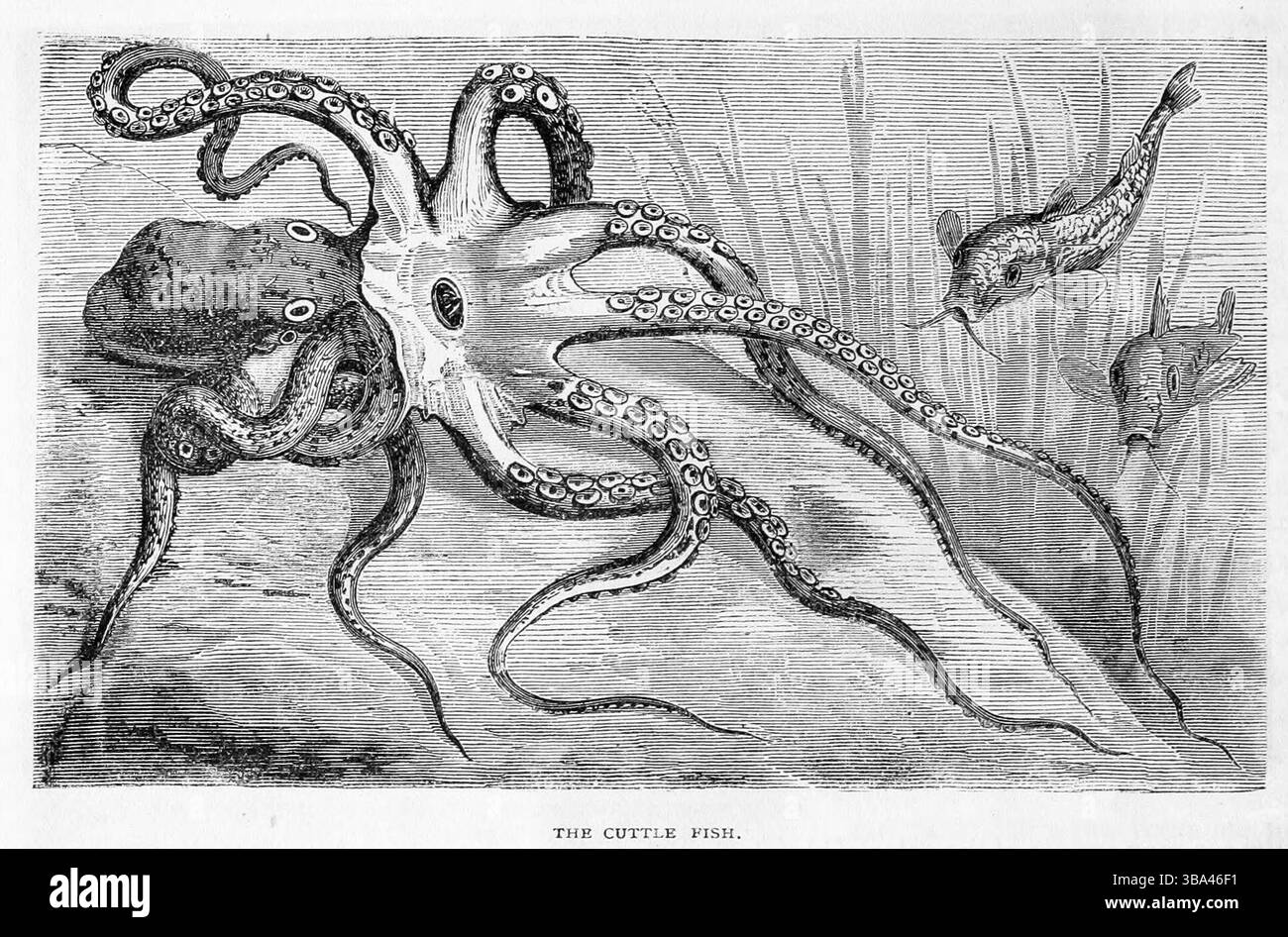 La seppia (1870). Illustrazione del XIX secolo tratta dal mensile di Scribner Foto Stock