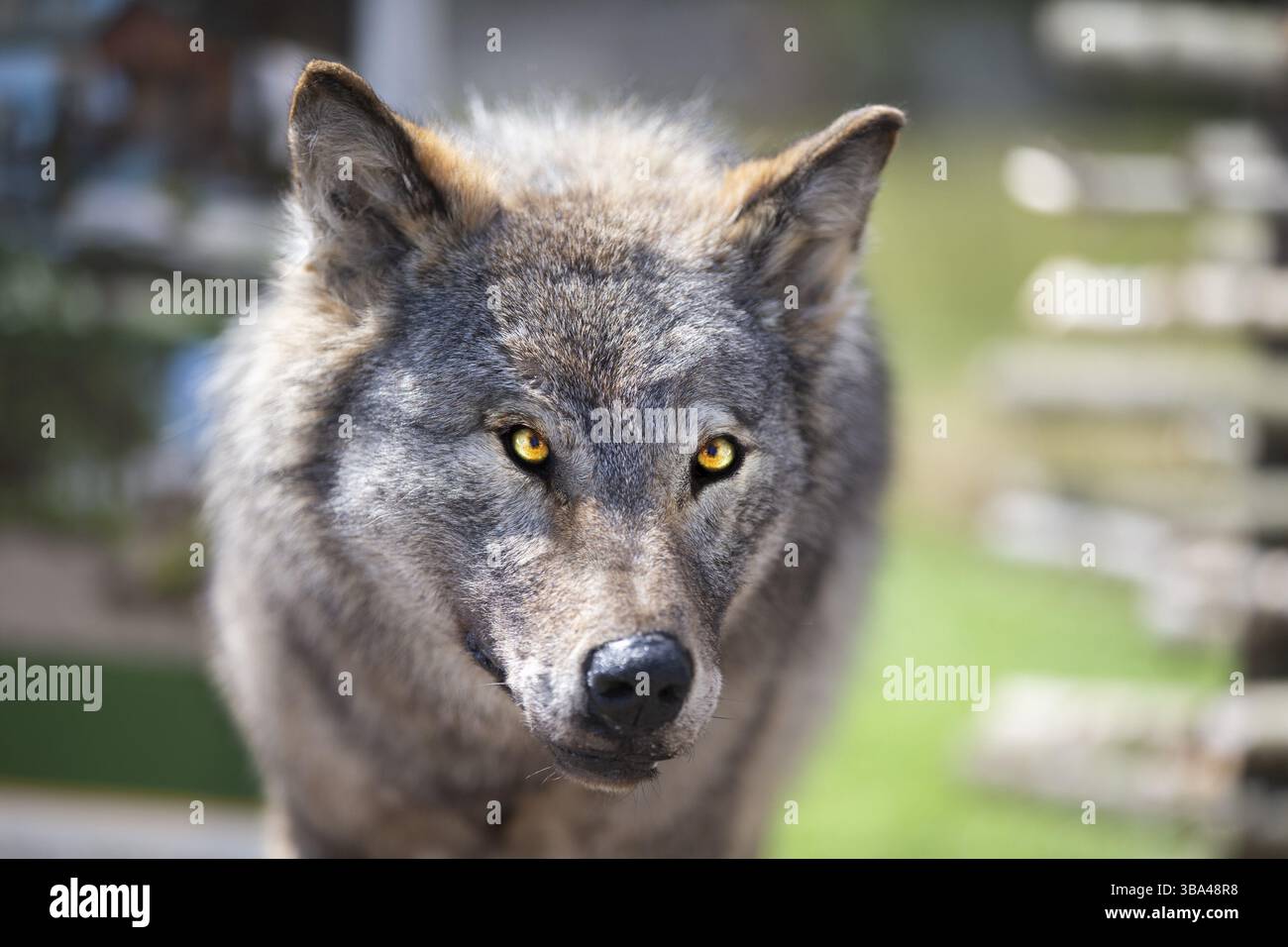 Gestickter grauer Wolf auf gruenem Hintergrund Foto Stock