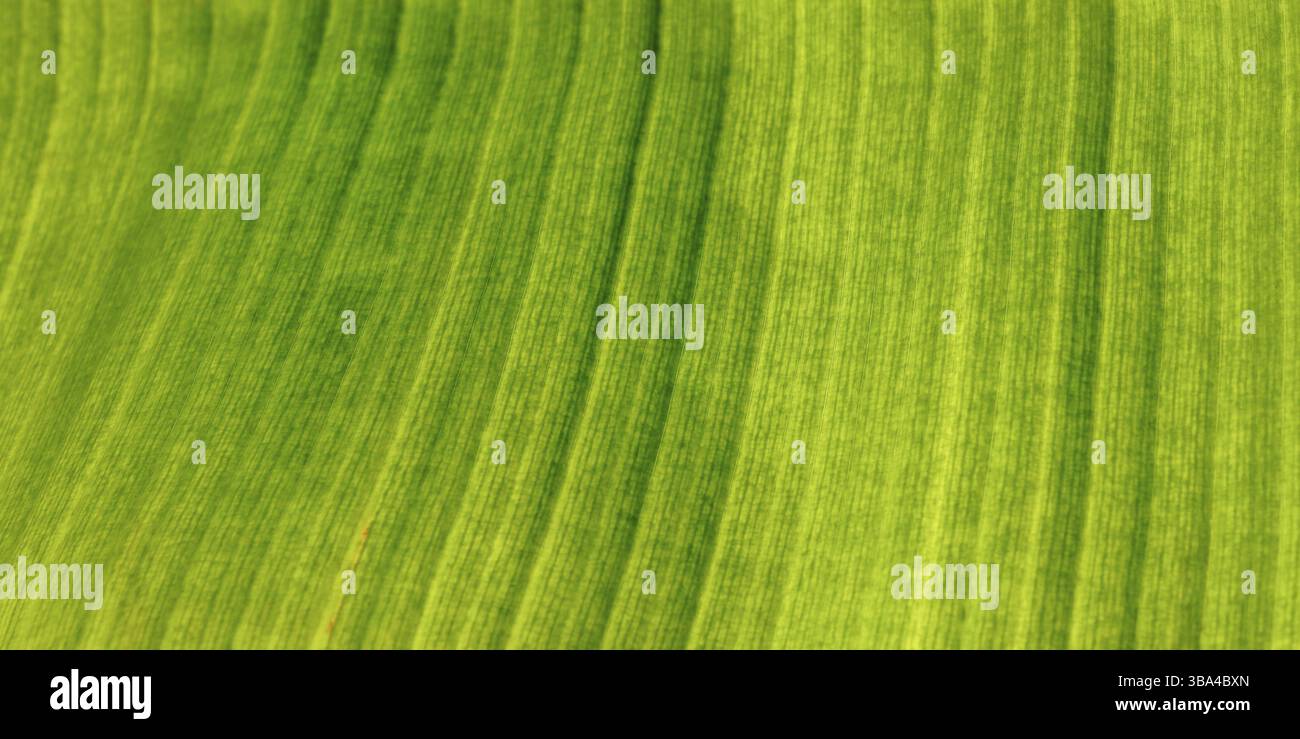 Primo piano di foglie di banana, sfondo naturale tropicale astratto, Lapta, Cipro, Europa Foto Stock