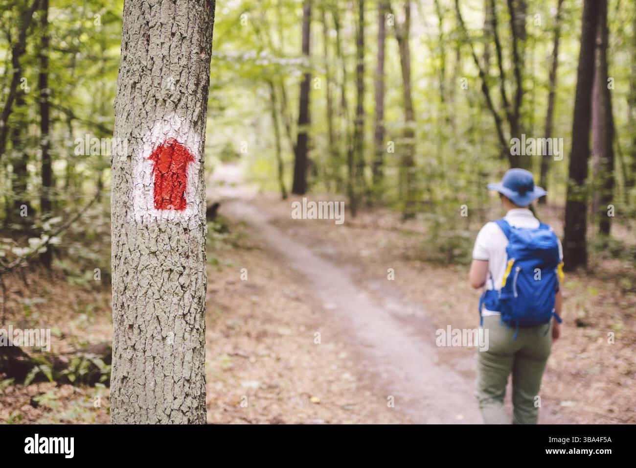 Escursionismo sentiero segnato nella foresta. La marcatura del percorso turistico dipinto sull'albero. Itinerario turistico di segno. Percorso di viaggio segno. Escursionista turistica con zaino Foto Stock