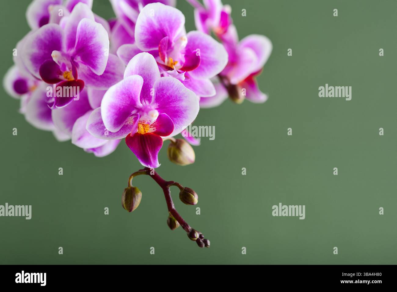 Fiori di orchidea viola su sfondo verde. Bellissimo biglietto di auguri o modello con spazio libero per il testo Foto Stock