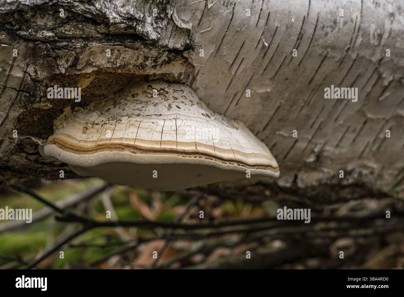 Fomitopsis betulina (precedentemente Piptoporus betulinus), comunemente noto come il polipo di betulla, staffa di betulla, o strop di rasoio, è un fungo comune della staffa Foto Stock