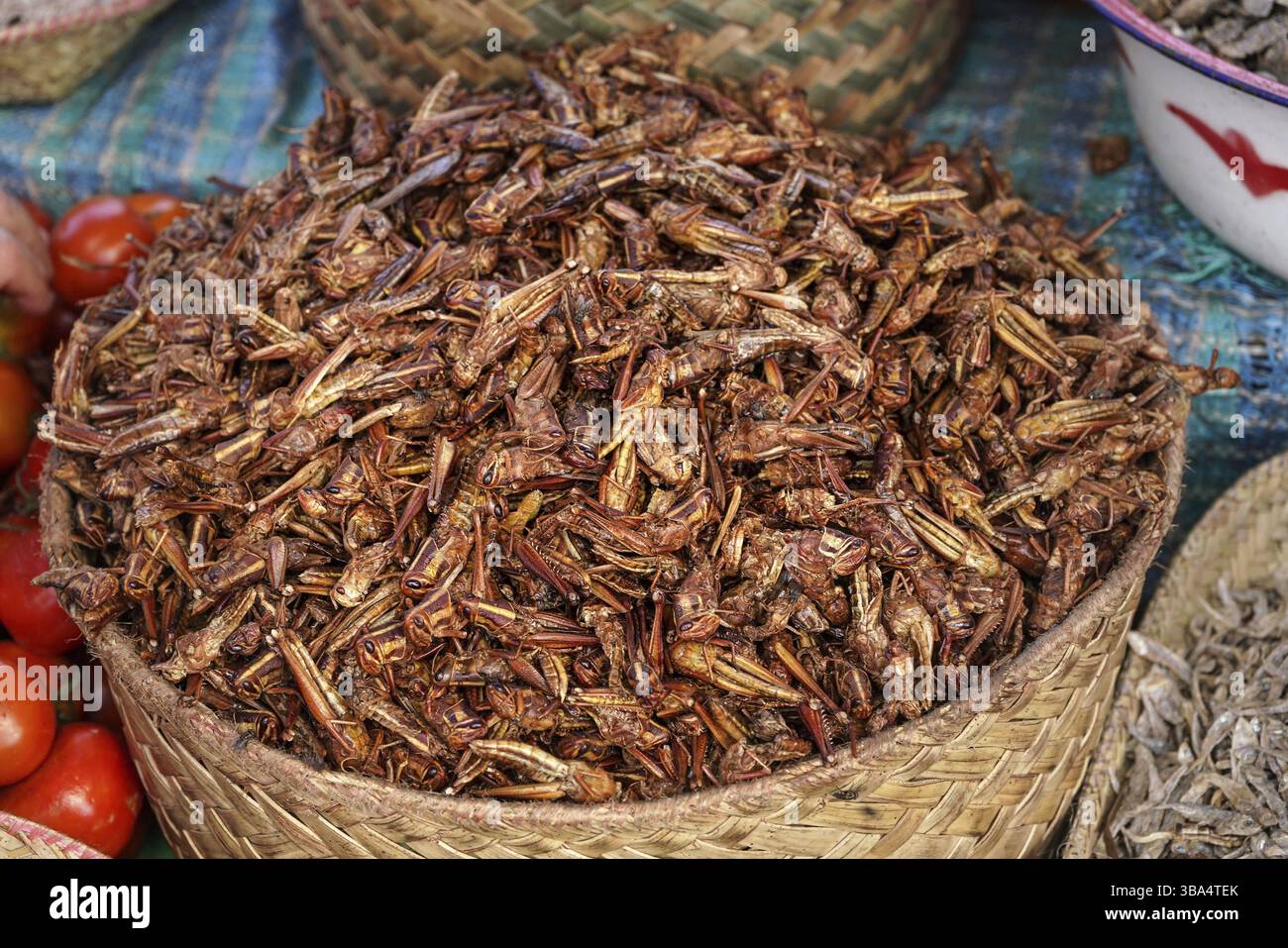 Cavalletta fritta o insetto di carrube in mostra al mercato del cibo di strada in Madagascar, Ranohira, Madagascar, Africa Foto Stock