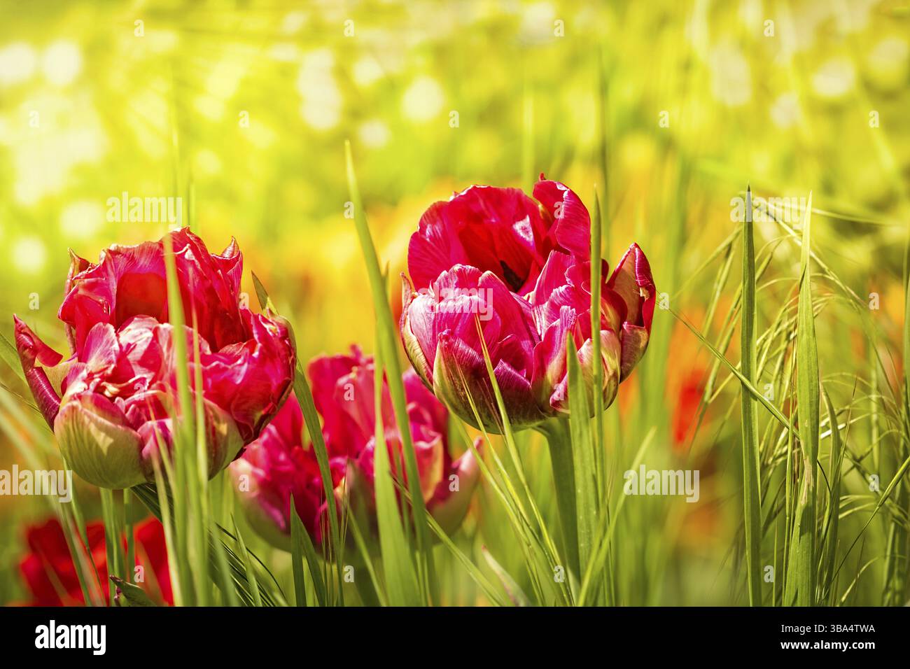 Insoliti tulipani rossi nell'erba verde nei raggi del sole. Fiori estivi in giardino. Immagine in primo piano con messa a fuoco selettiva all'esterno Foto Stock