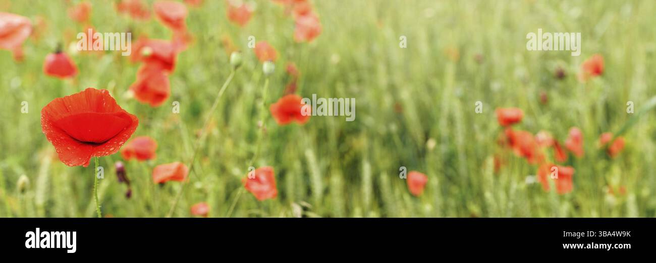 Papaveri selvatici rossi che crescono nel campo del grano verde non maturo, concentrati su un grande fiore con petali bagnati chiusi, ampio striscione, Ruzomberok, Slovacchia, Europa Foto Stock