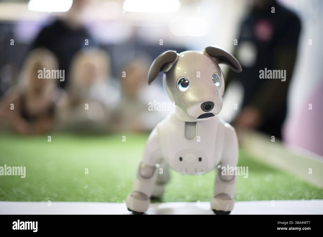 Il cane robot guarda nella fotocamera con meravigliosi occhi blu Foto Stock