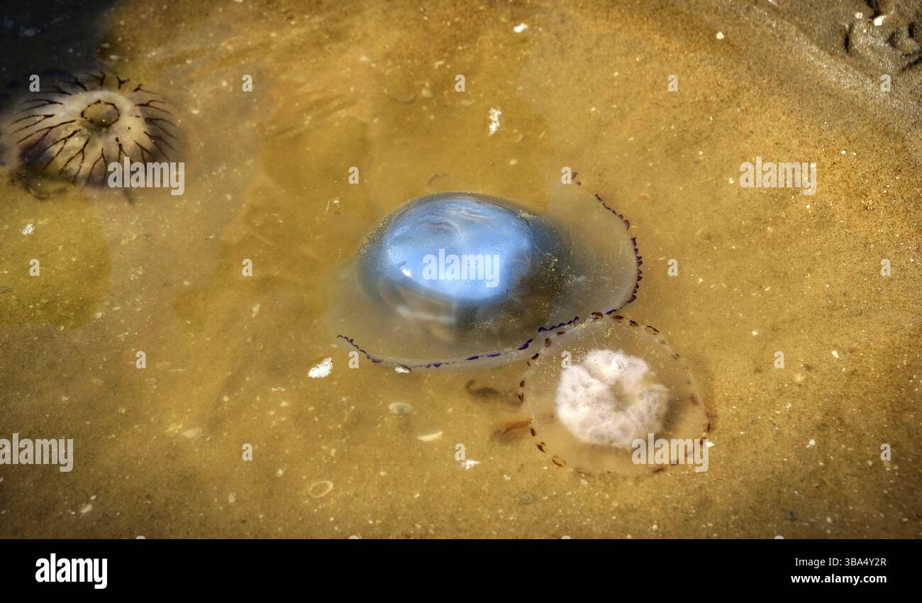 Meduse blu in acque poco profonde del Mare di Scheveningen nei Paesi Bassi Foto Stock