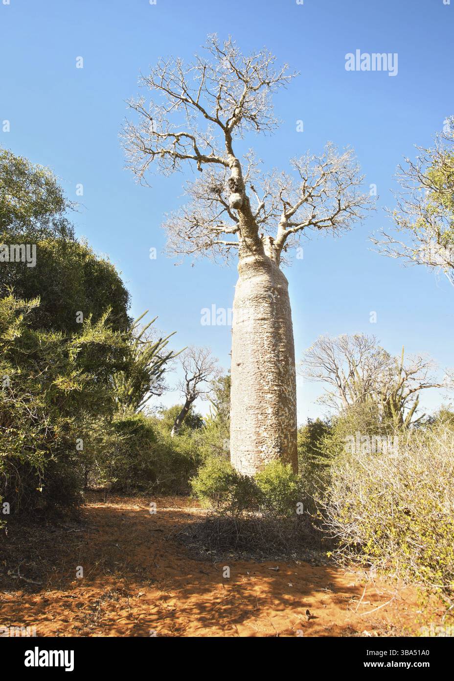 Foresta con piccoli baobab e polpi, cespugli e erba che crescono su terreni polverosi rossi, Ifaty, Madagascar, Africa Foto Stock