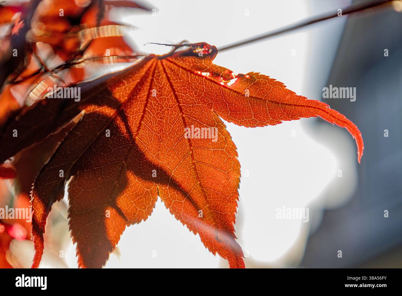 Foglie rosse dell'albero dell'arco giapponese Foto Stock