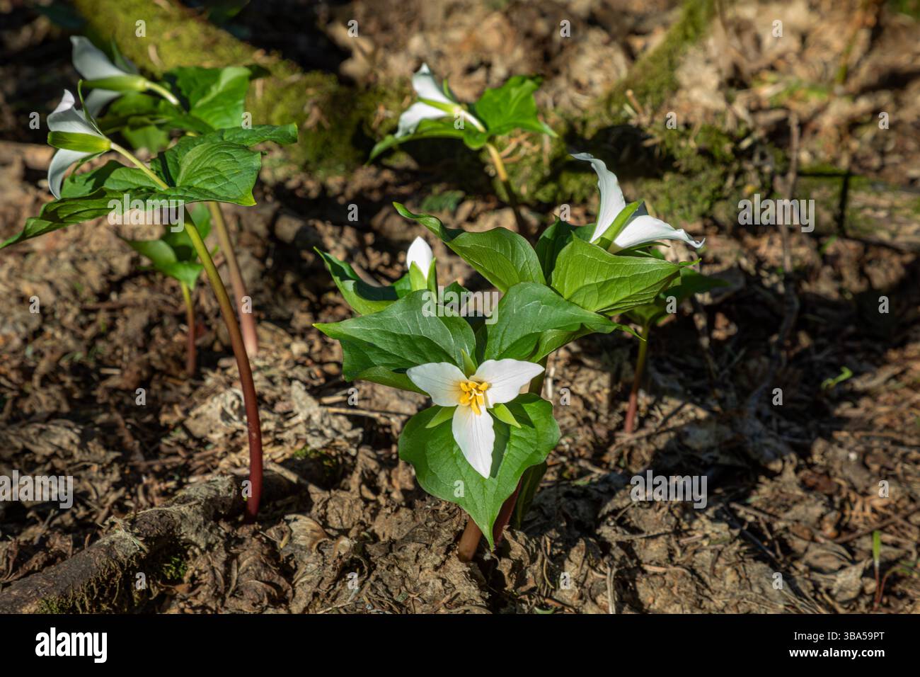 WASHINGTON - Trillium occidentali che fioriscono sotto gli alberi sulla cima della Dog Mountain nella gola del fiume Columbia. Foto Stock